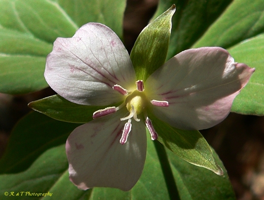{Trillium undulatum forma enotatum}